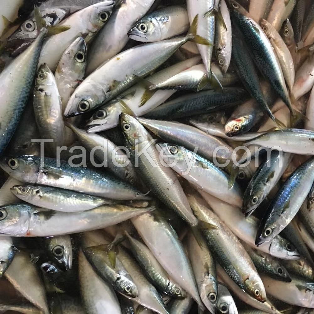 Frozen Mackerel Fish