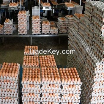 Fresh Chicken Table Eggs