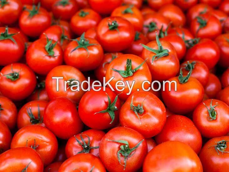 Fresh Tomatoes