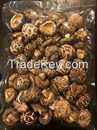 DRY AND FRESH SHIITAKE MUSHROOM FOR SALE