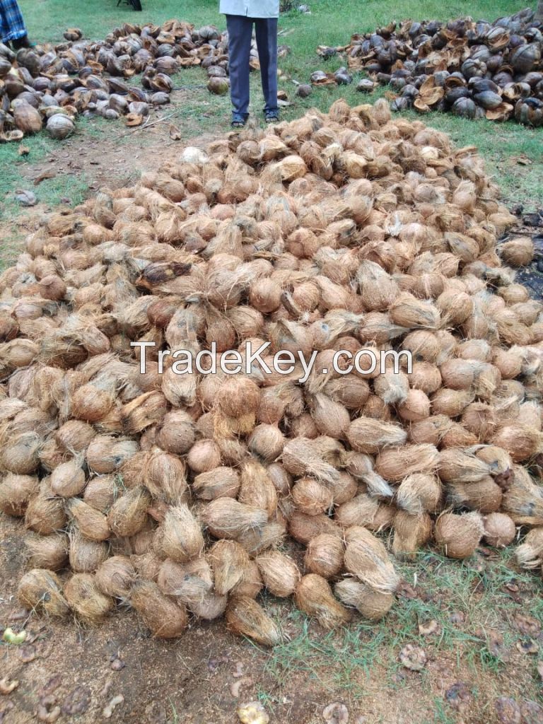 Semi Husked Coconuts