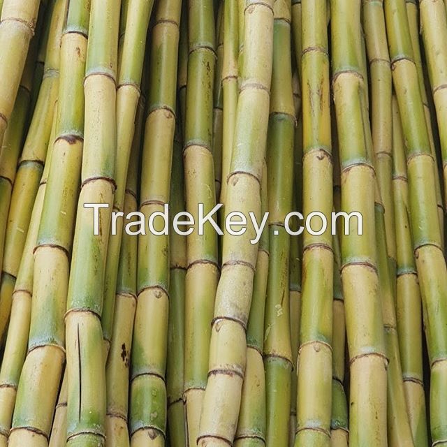 Fresh sugarcane Organic High Quality