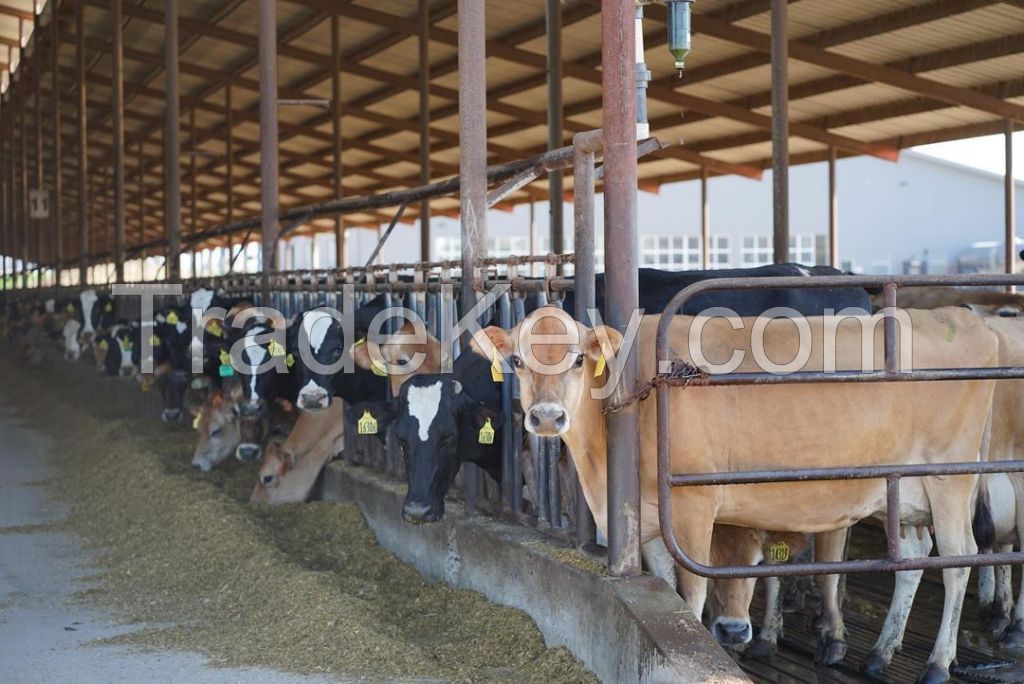 Pure Breed Live Friesian Holstein Heifers Cow For Sale