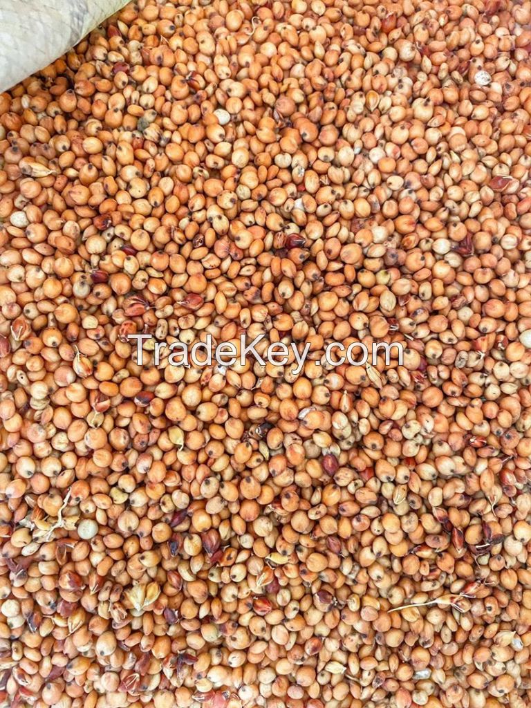 Sorghum