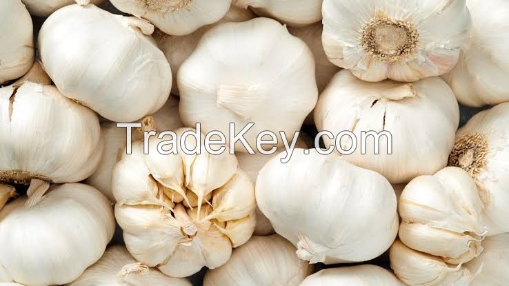 Garlic