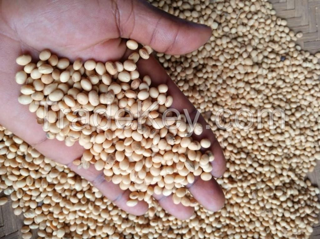 organic soyabean  soybean