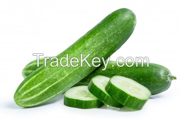 CUCUMBER