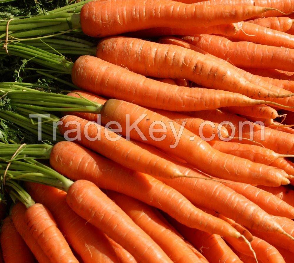 Fresh carrots