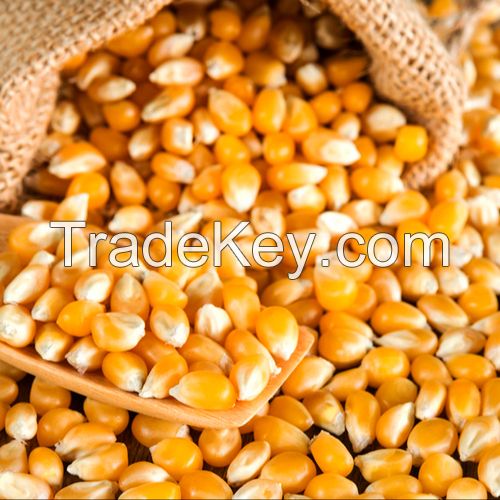 YELLOW CORN