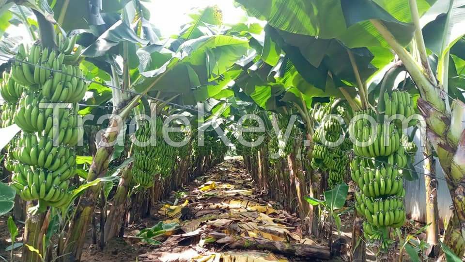 Fresh Cavendish Banana Best Price Fresh Bananas Grade A Best Quality/ Vietnam Exporter Kotinochi Brand