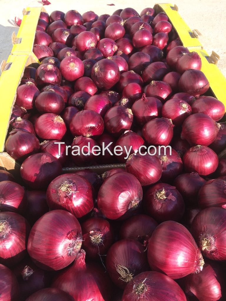 Fresh Red Onion Turkey 50mm size fresh red Turkish onions