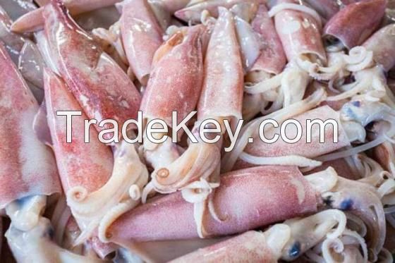 Squid/ Frozen Squid/ Buy and Sell Squid and Frozen Tilapia Fish and Fillet