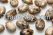 Castor Seeds/Buy Castor Seeds/Cheap Castor Seeds for Sale