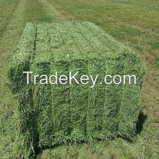 Animal Feeding Timothy or Alfalfa Hay in Bales for Sale for Wholesale/ Super Top Quality Alfafa Hay