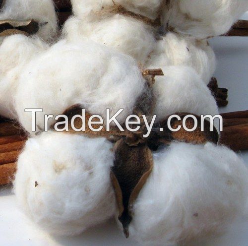 Organic Raw Cotton