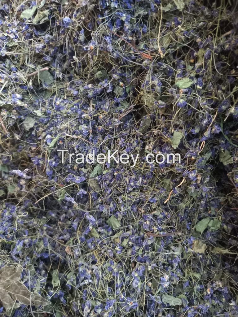 Dried violets flower , (Sweet Violet) , Violets odorata , Veilchen