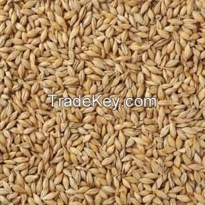 Organic Barley