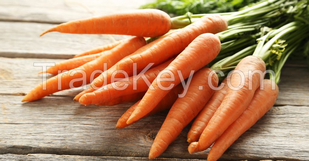 Carrot