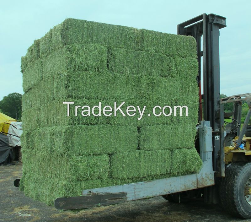 Natural Cattle Alfalfa Hay Animal Feed for sale