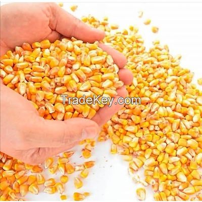 Bulk Yellow Corn for Human Consumption.