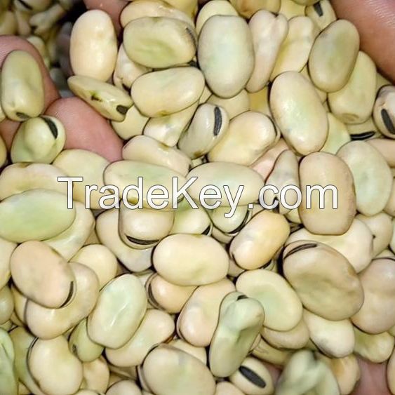 high quality dry Broad Beans fava beans faba beans price