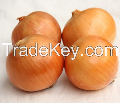 Good Quality Fresh Onion