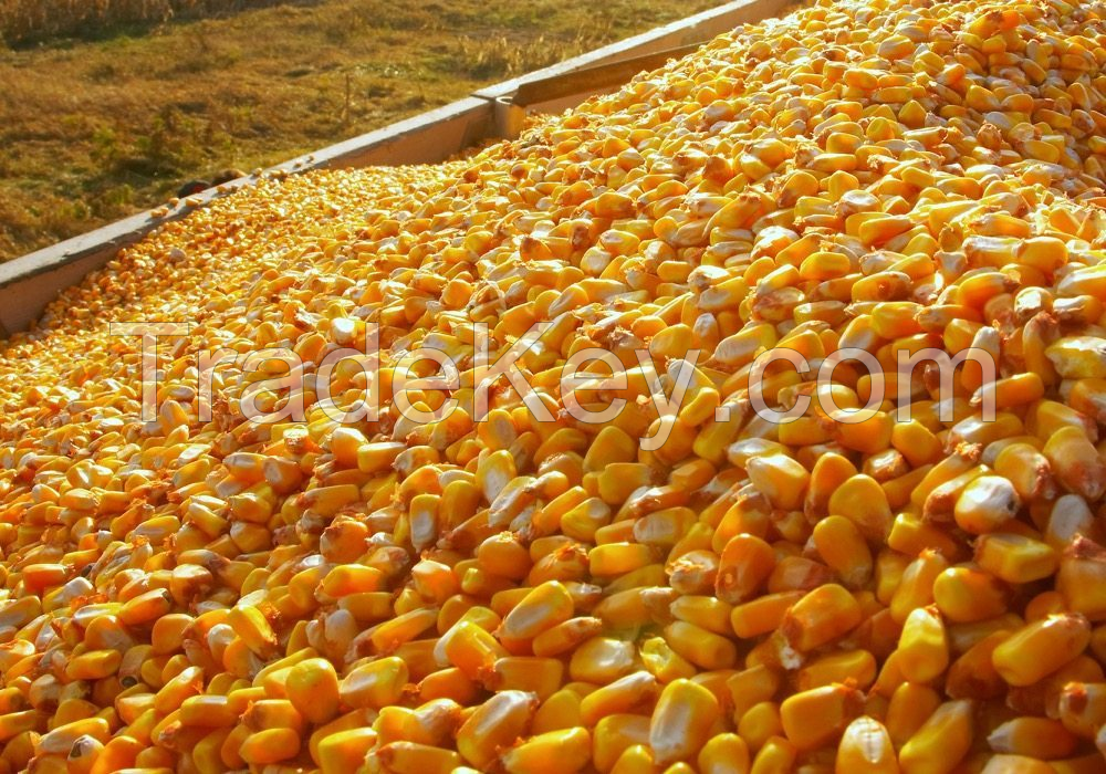 Yellow Corn Maize And Red Corn Maize For Human Consumption At Wholesale Prices!!!