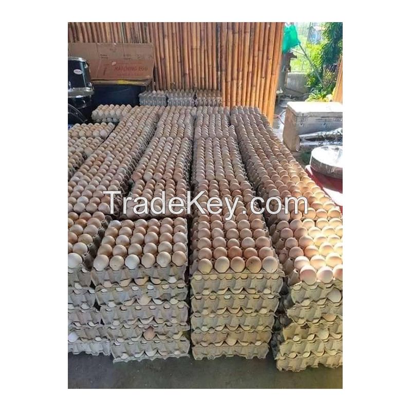 Farm Fresh Chicken Table Eggs Brown and White Fresh Brown White Table Eggs / Fresh Chicken Eggs