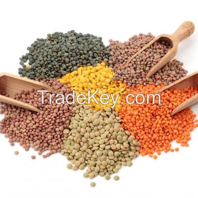 High Quality green lentils beans / Red Lentils / Yellow Lentils Lima beans