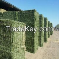 Alfalfa Hay Bales