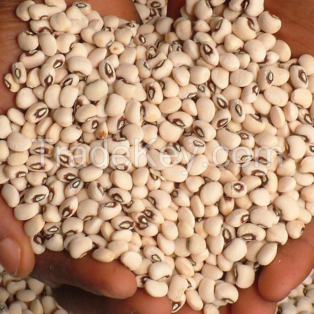 Black Eye cowpea vigna beans