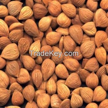 Wholesale Apricot Kernel very cheap