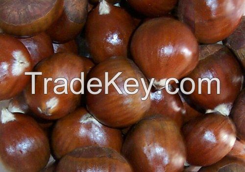 WHOLESALE QUALITY FRESH CHESTNUTS KERNELS FOR EXPORT