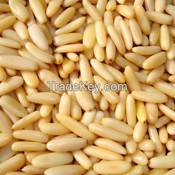 Grade A Pine Nuts Wholesale