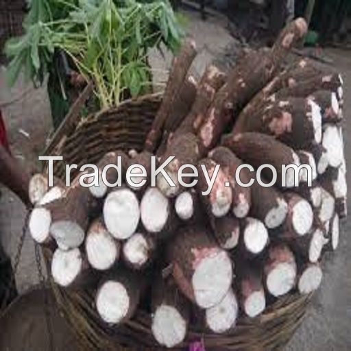 Fresh Frozen Cassava/Manioc Sri Lank Origin