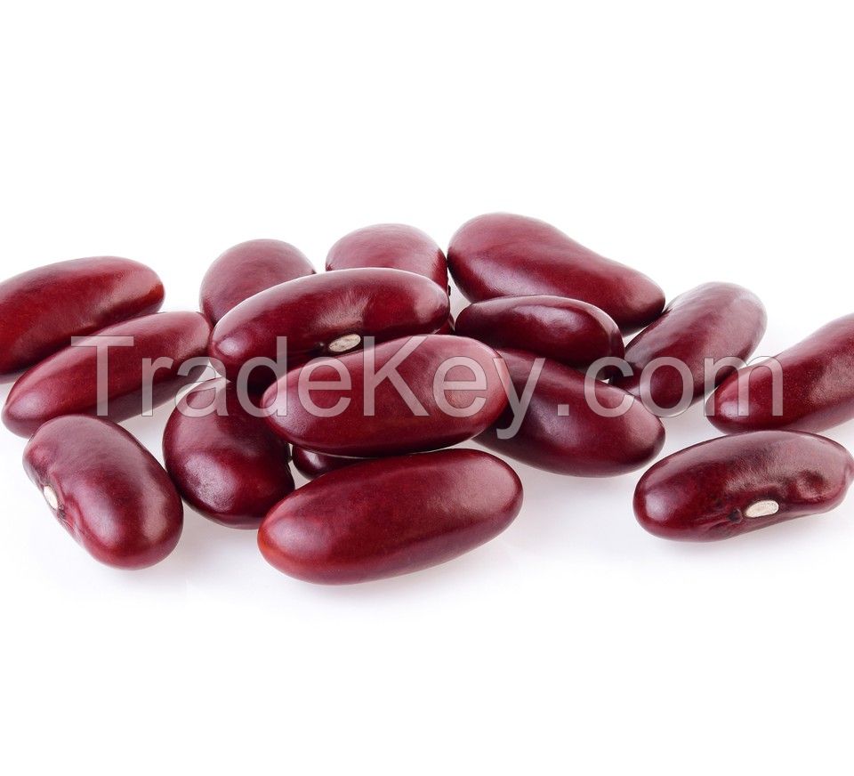 Wholesale High Quality New Organic Purple Dark Red Kidney Beans