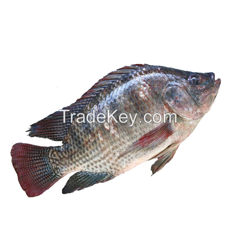 wholesale tilapia for sale