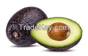 avocado grafts for sale