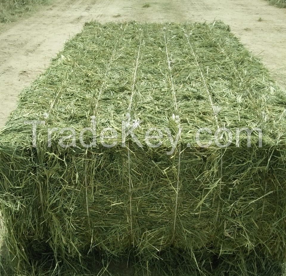 Rhodes Grass Hay