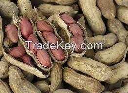 Good quality peanuts 100% Natural peanut Peanut without shell