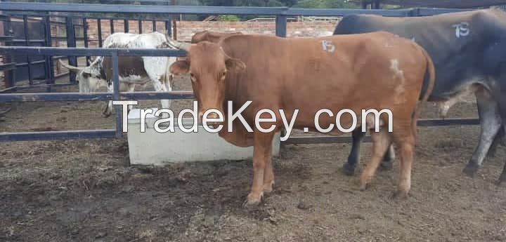 Pregnant Holstein buffalo  Heifers Ayshire, Brown Swiss, Angus