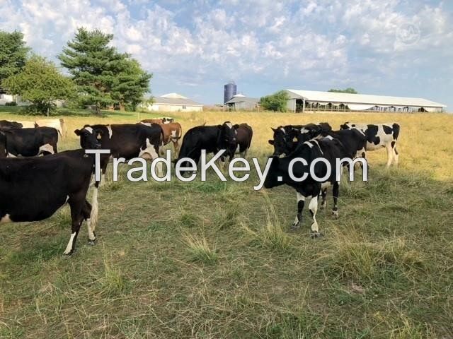 Crossbred Cows - Holstein - Jersey Available Now