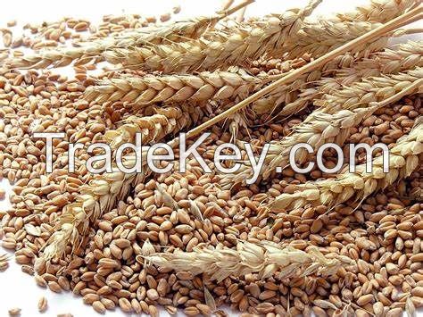 BEST QUALITY WHEAT GRAINS