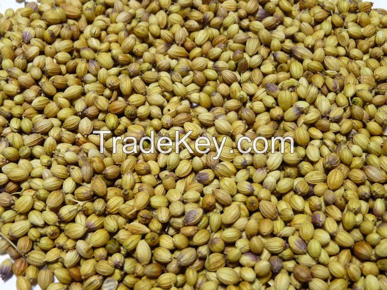 Quality Coriander Seeds