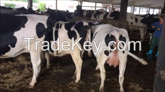 High Quality Live Stock Pregnant Healthy Holstein Heifers Cows Cattle Available For Sale Dairy Holstein Friesian Cows, Simmental Calves