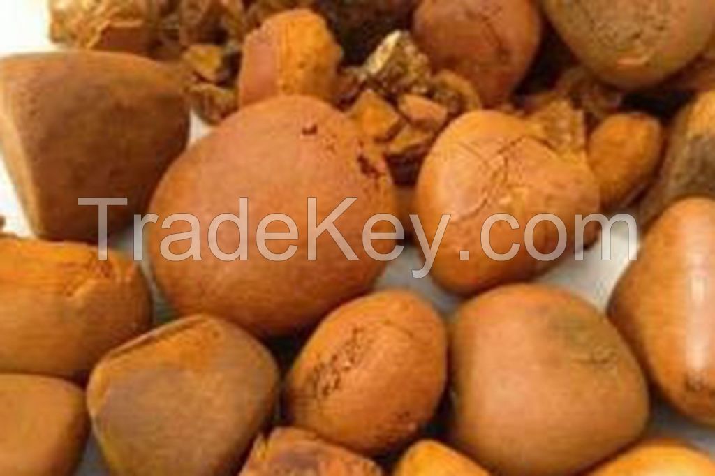 ox gallstones/cattle gallstones