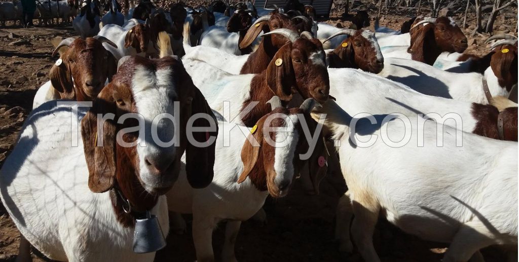 BOER GOATS / SAANEN GOATS SUPPLIERS