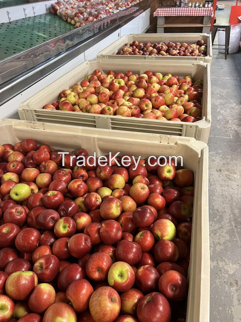 FRESH SWEETY APPLE SUPPLIERS