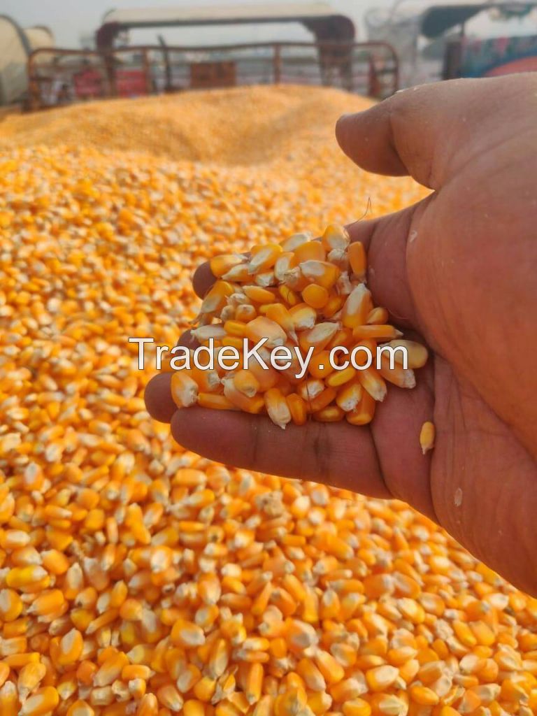 YELLOW MAIZE SUPPLIERS