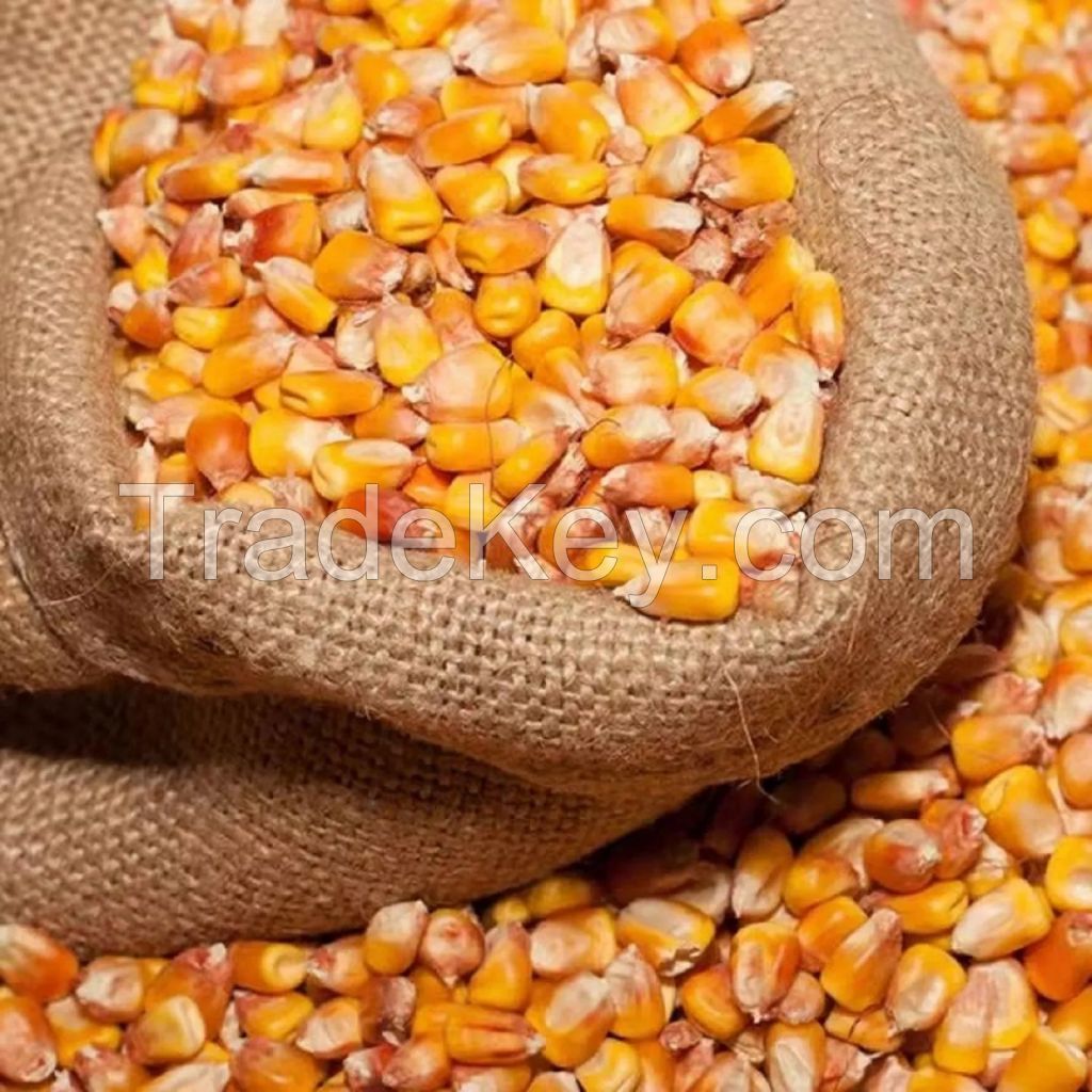 NON GMO DRIED YELLOW CORN SUPPLIERS